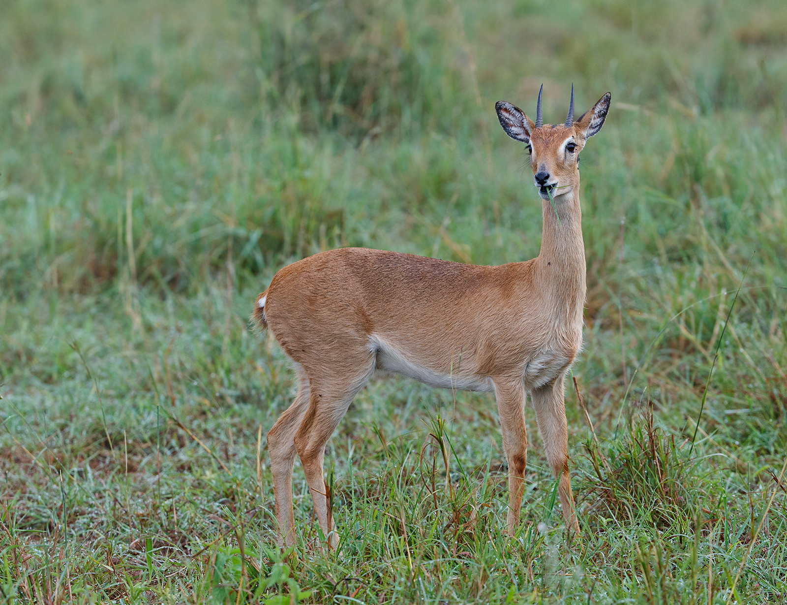 Common Oribi