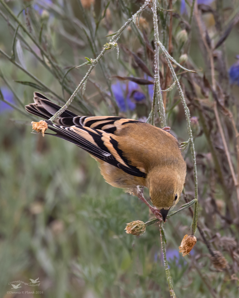 Juvenile Goldfinch III