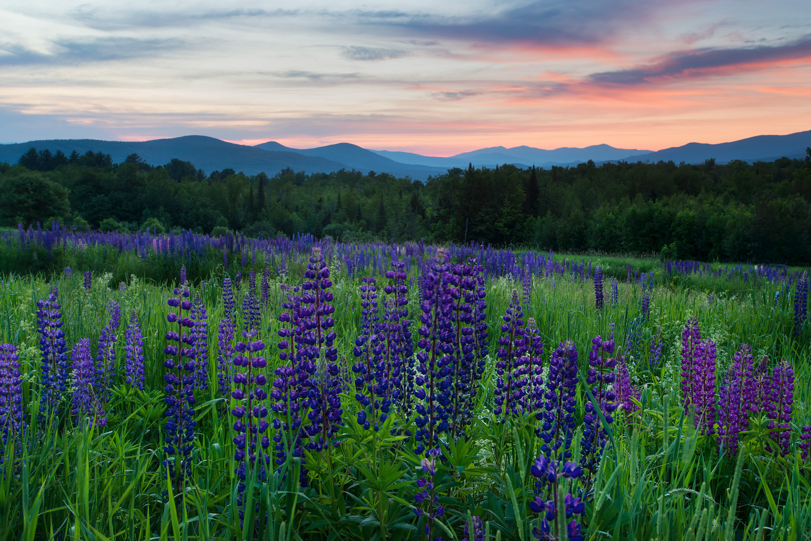 Lupine Field at Dawn