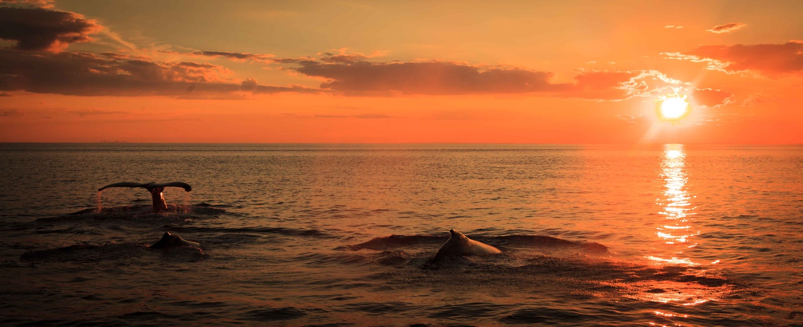 Three Humpbacks 