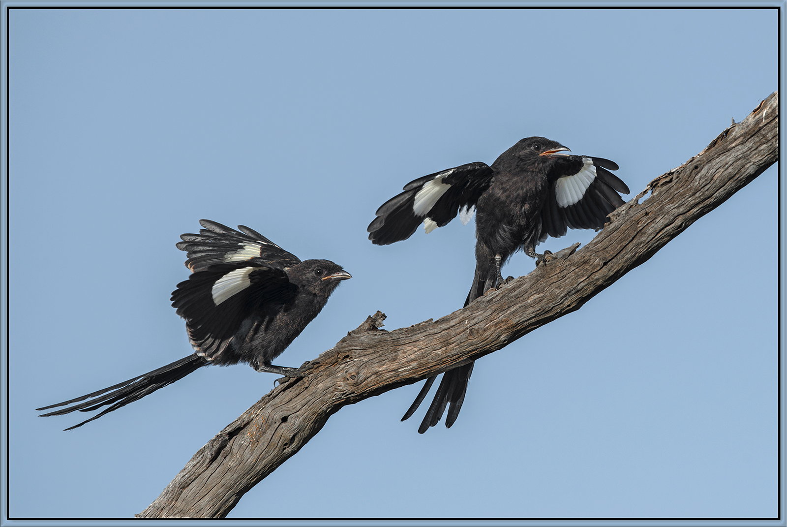Magpie Shrikes 