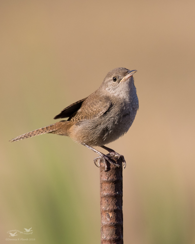 House Wren