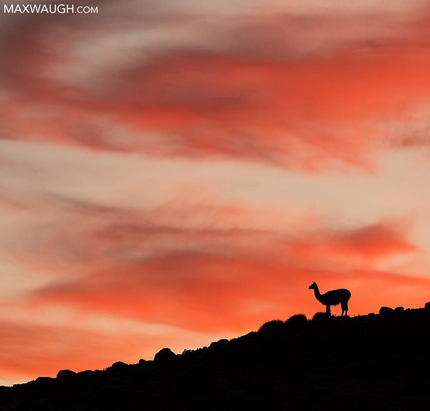 Guanaco Sunrise