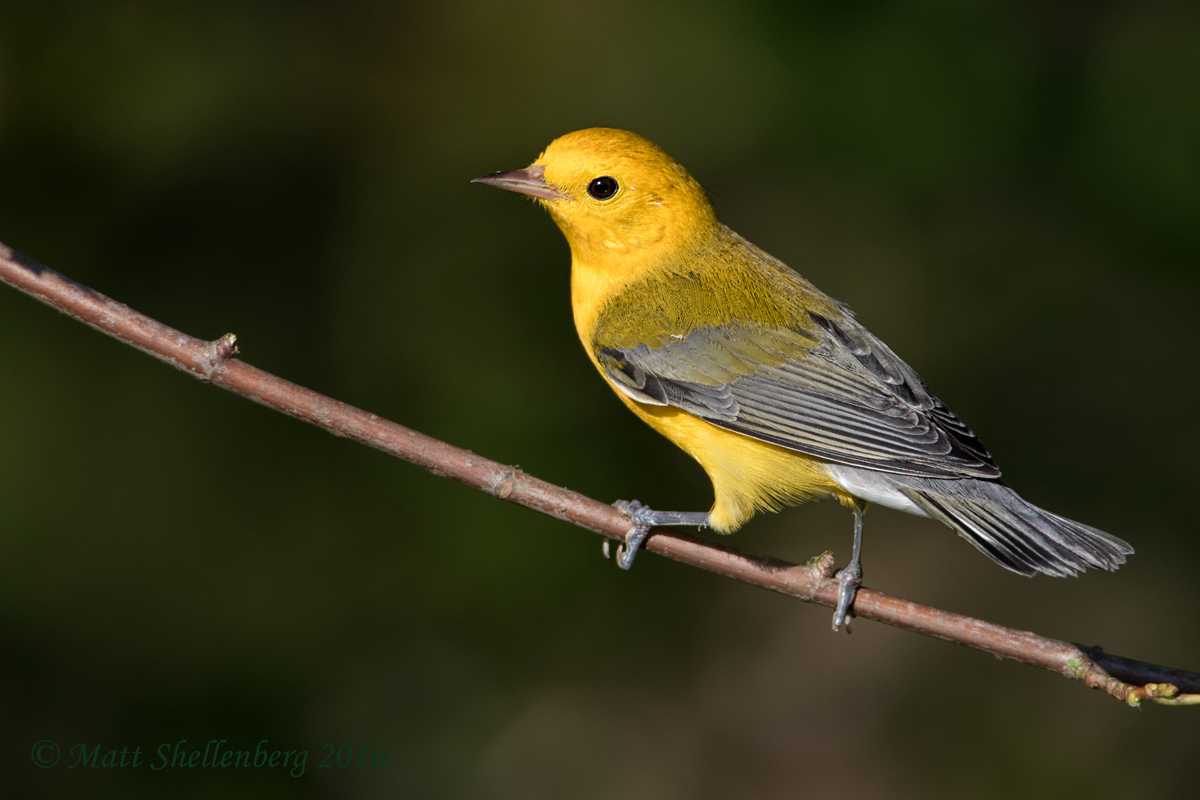 Prothonotary Warbler