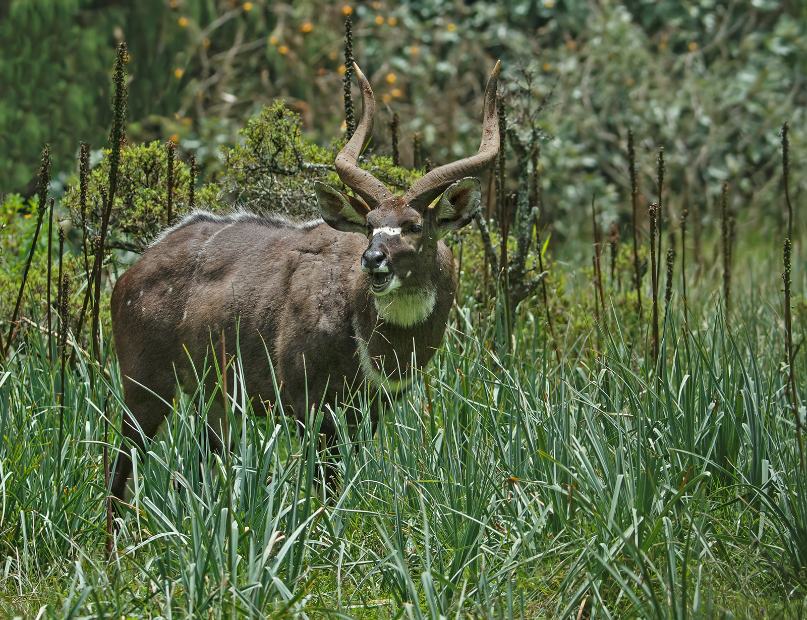 Mountain Nyala
