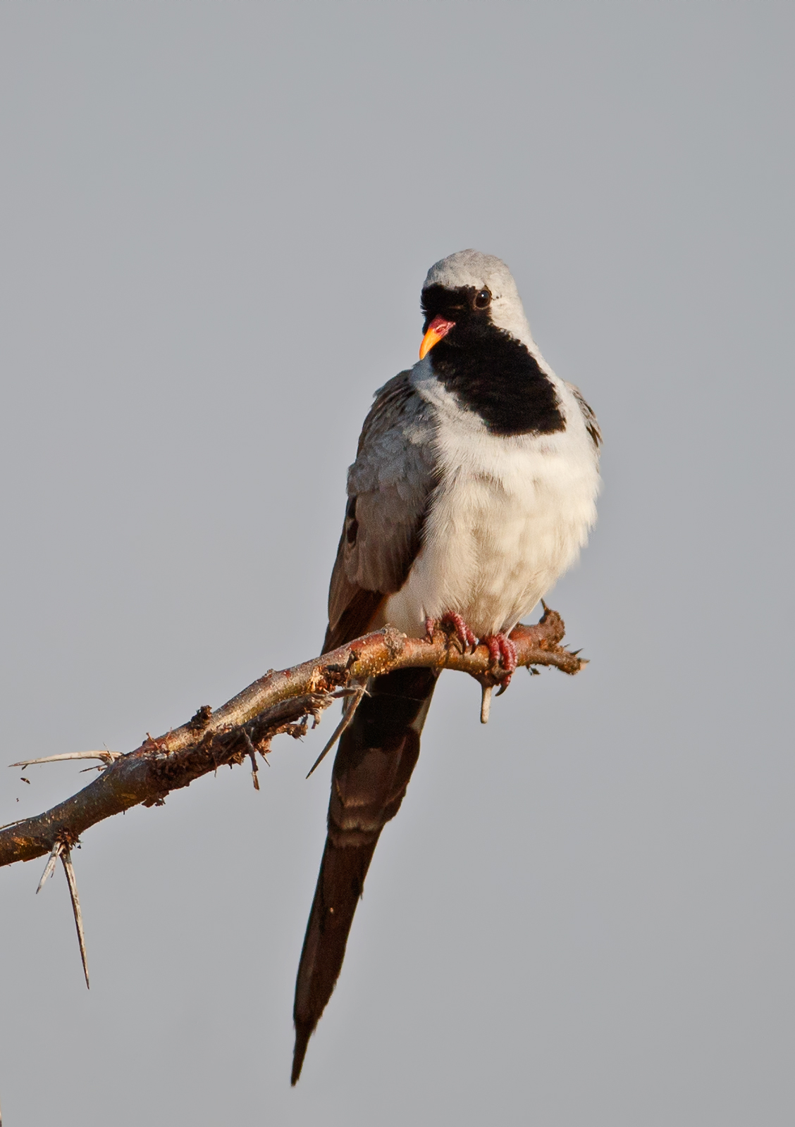 Namaqua Dove