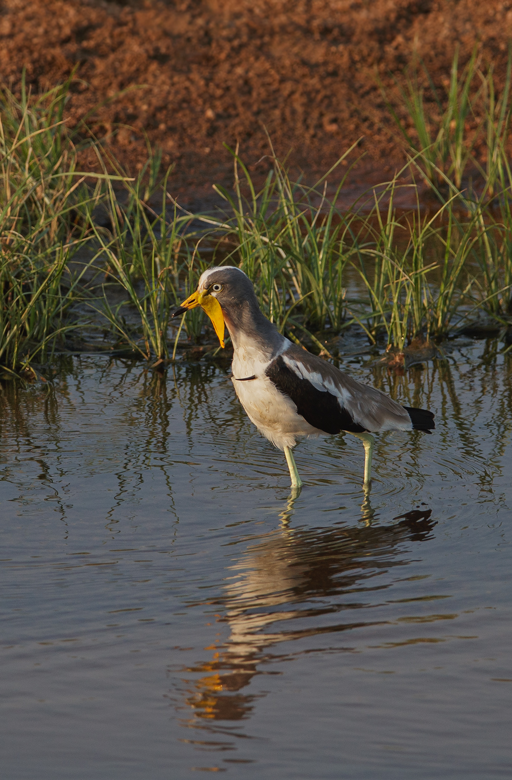 Wattled Plover