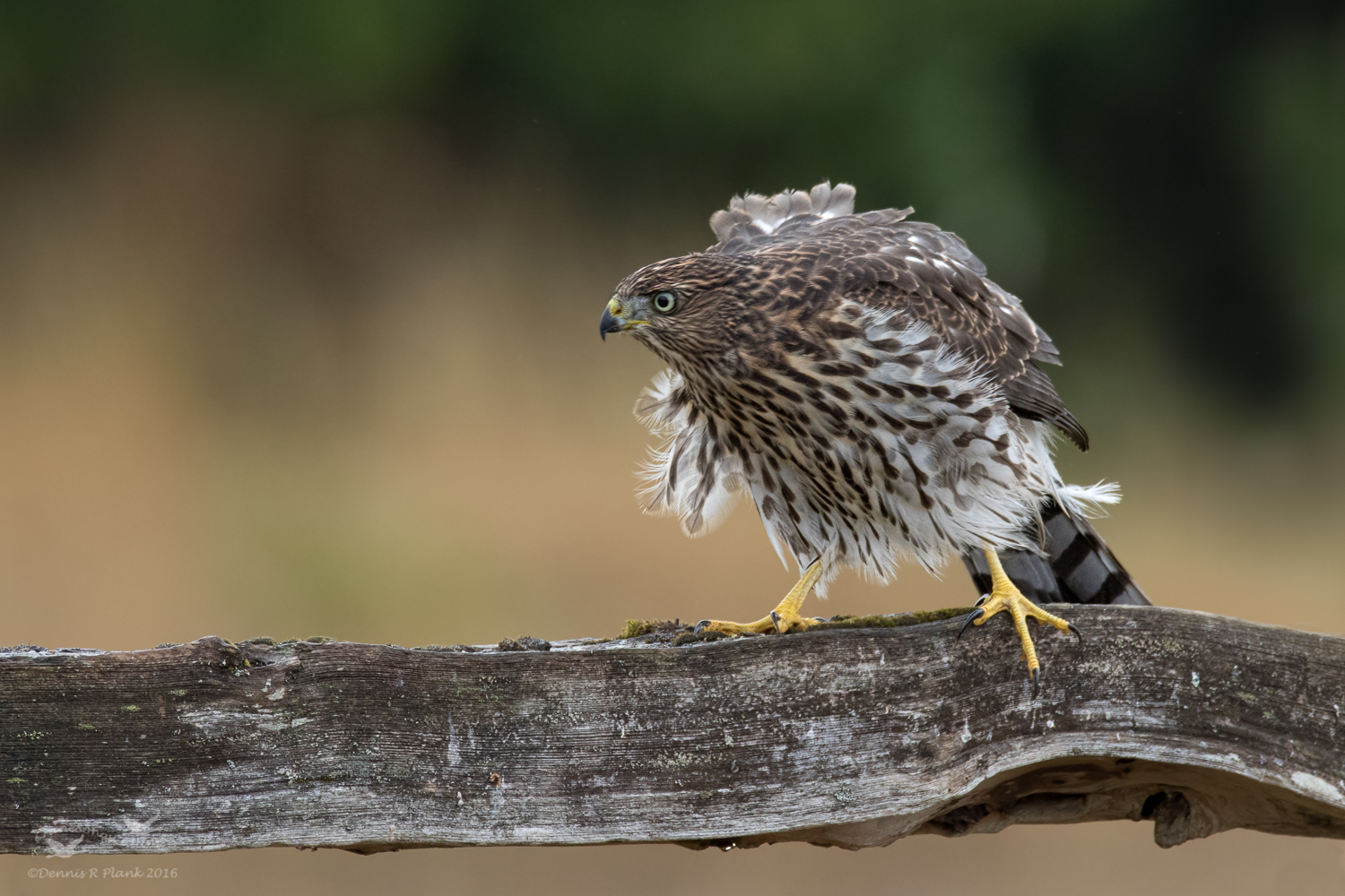 Another Cooper's Hawk
