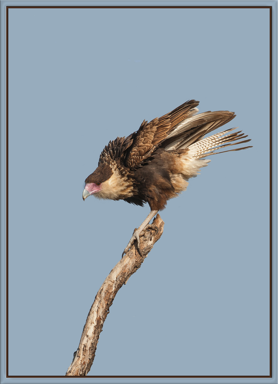 Caracara