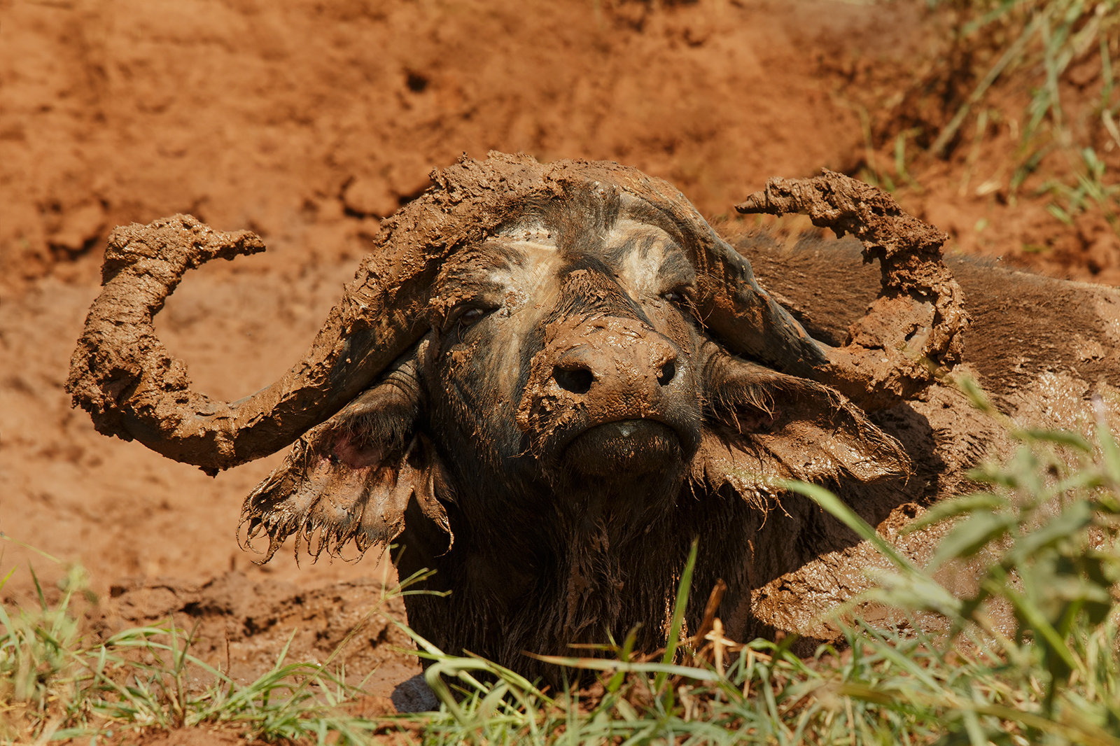 Mud Mud Glorious Mud