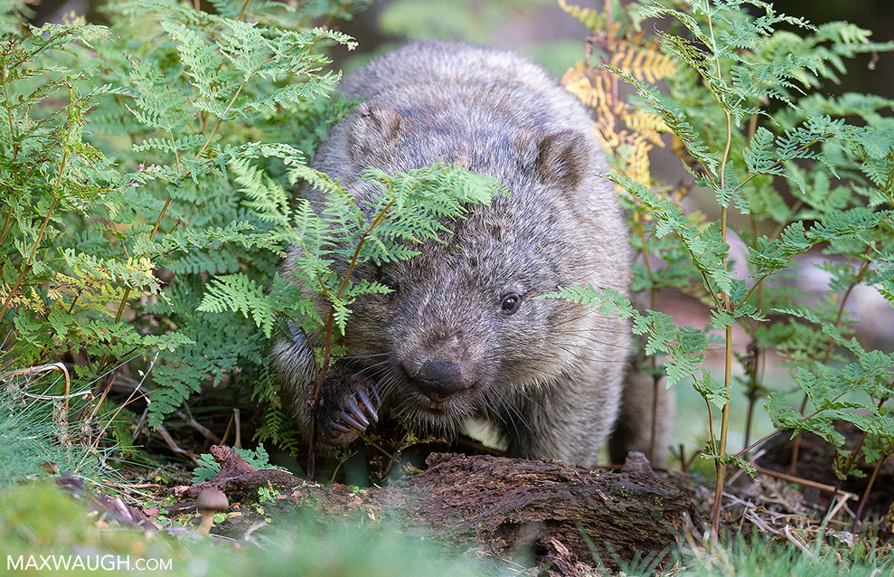 Bare-Nosed Wombat