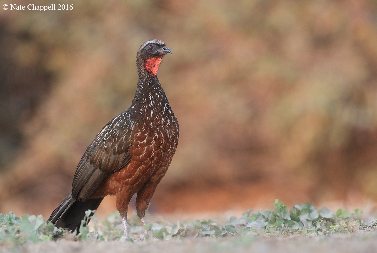 Chestnut-bellied Guan