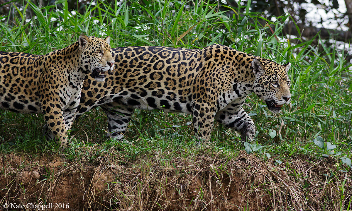 Jaguar Cub and Mom