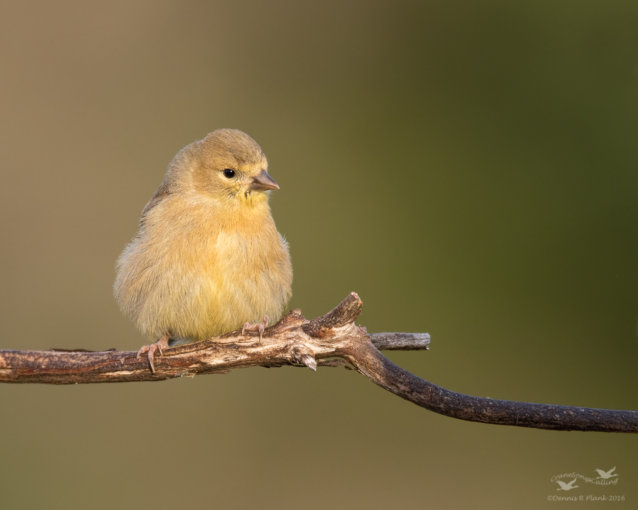 Fledgling Goldfinch