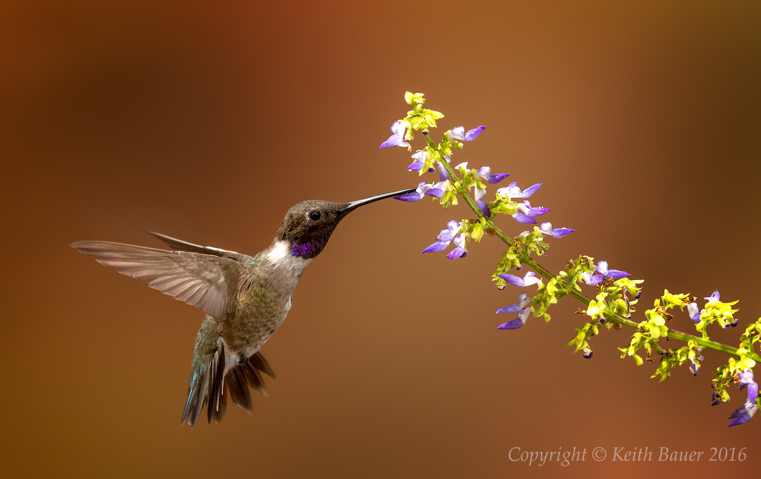 One Last Hummer