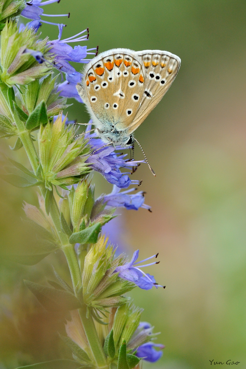 Blue on Hyssop
