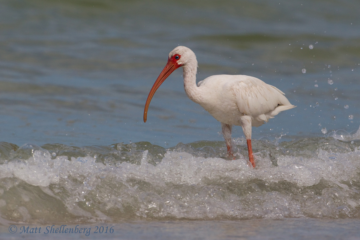 White Ibis