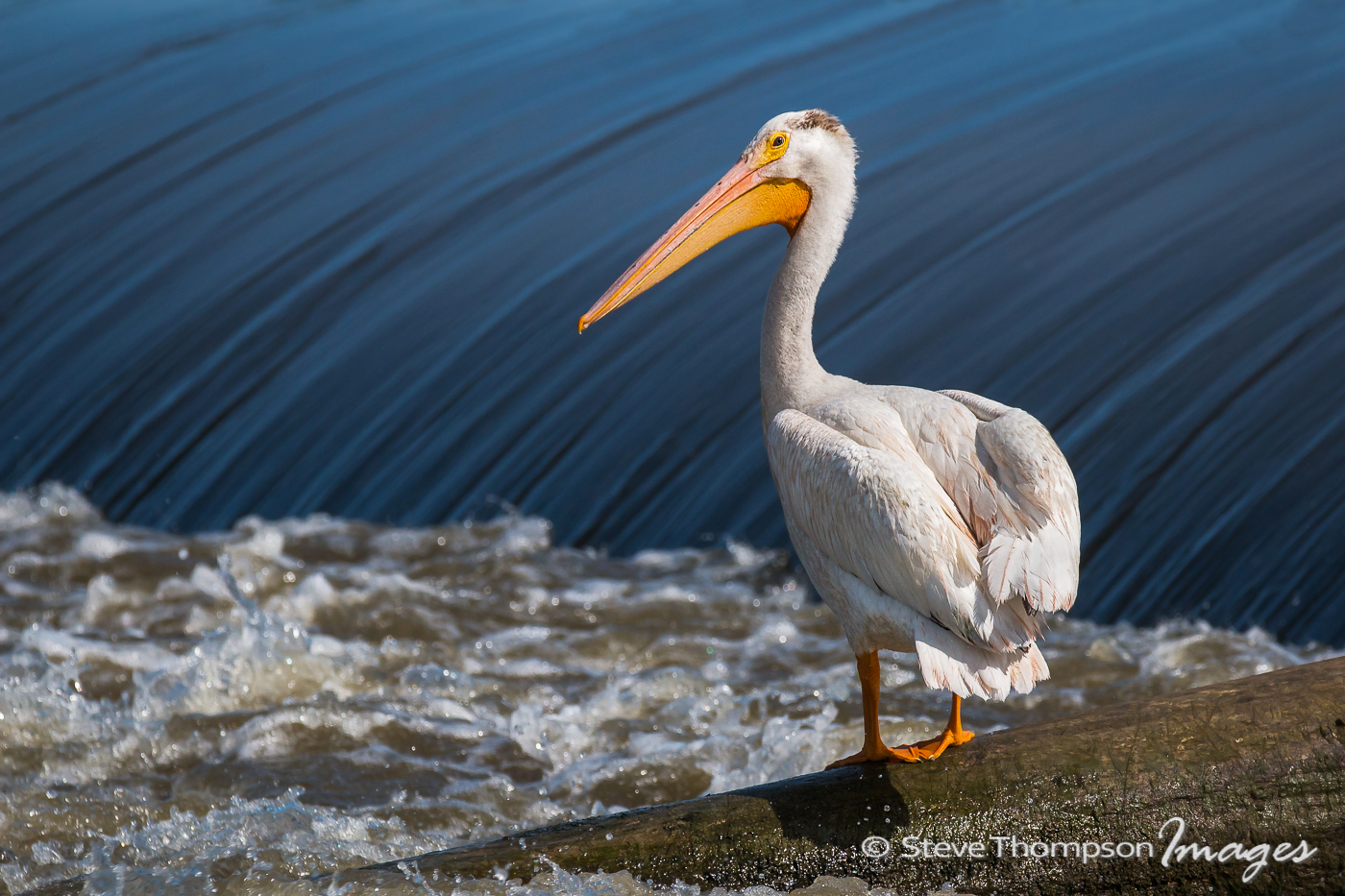 White Pelican & Dam