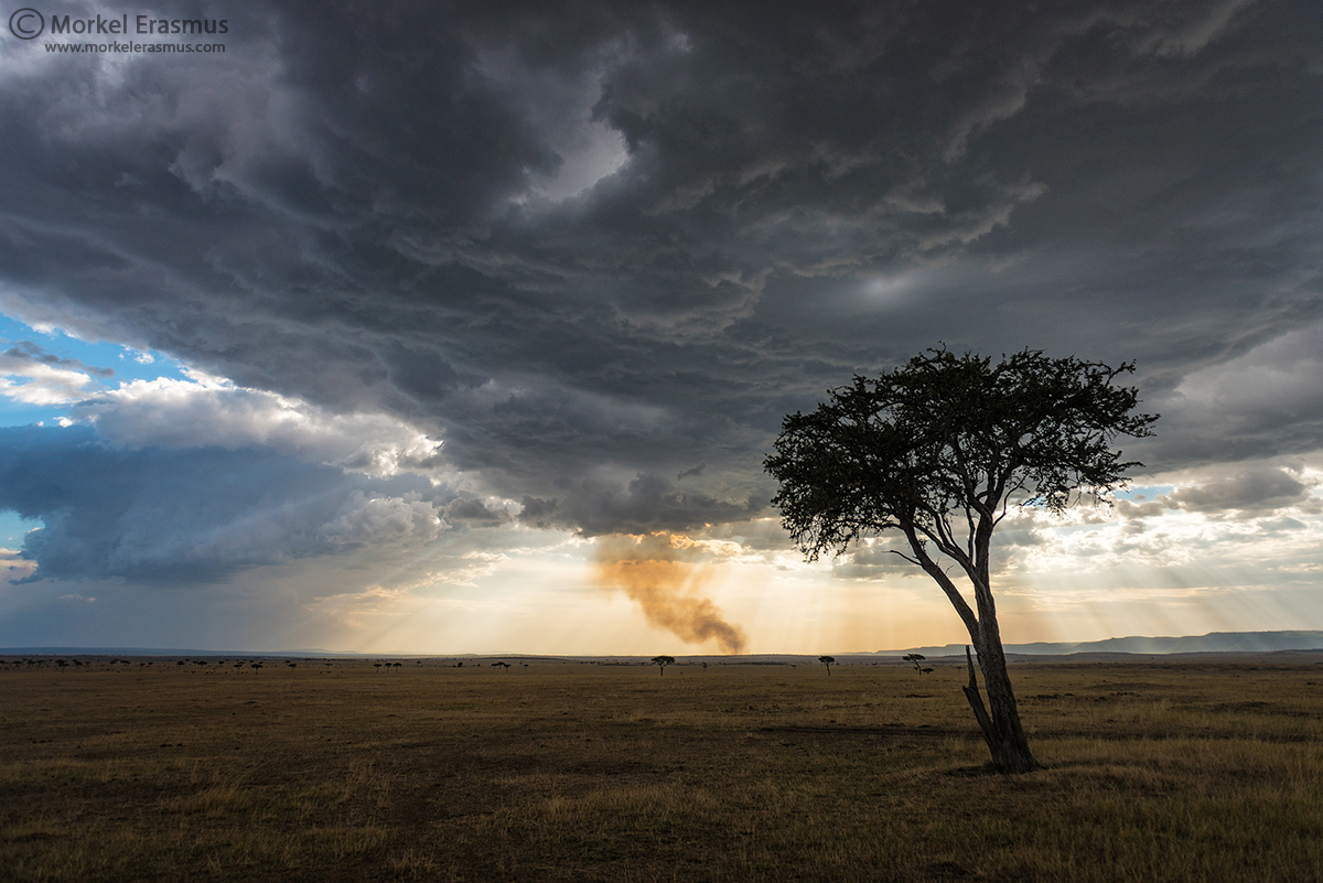 Storm, brushfire, tree