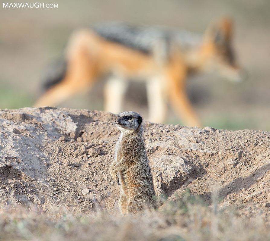 Meerkat and Jackal
