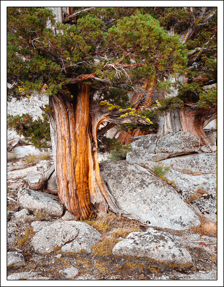 Western Juniper