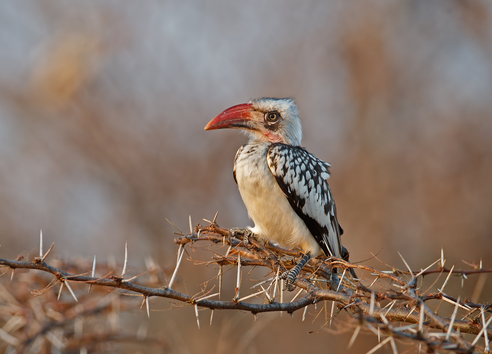 Red Billed Hornbill