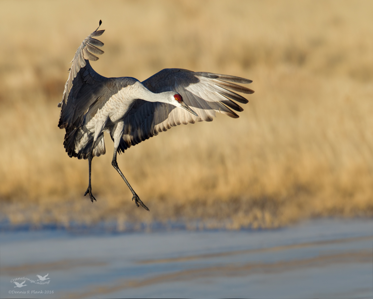 Sandhill Crane