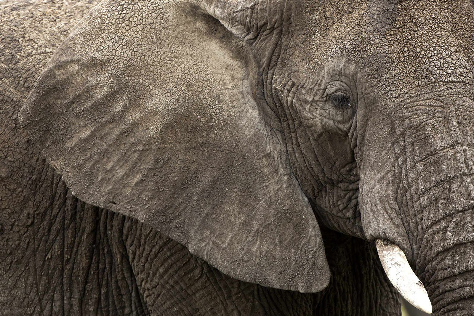 Elephant Close up