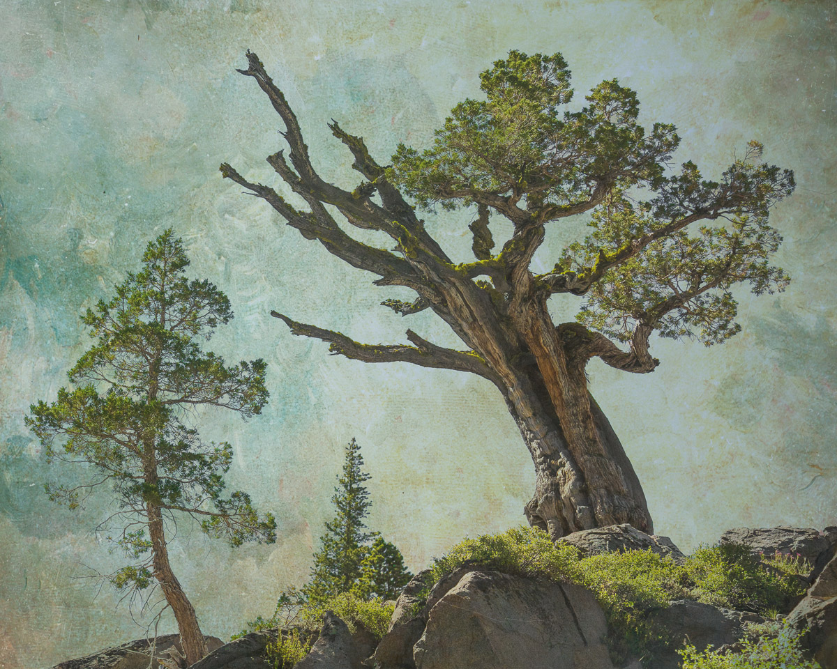 Sierra Juniper