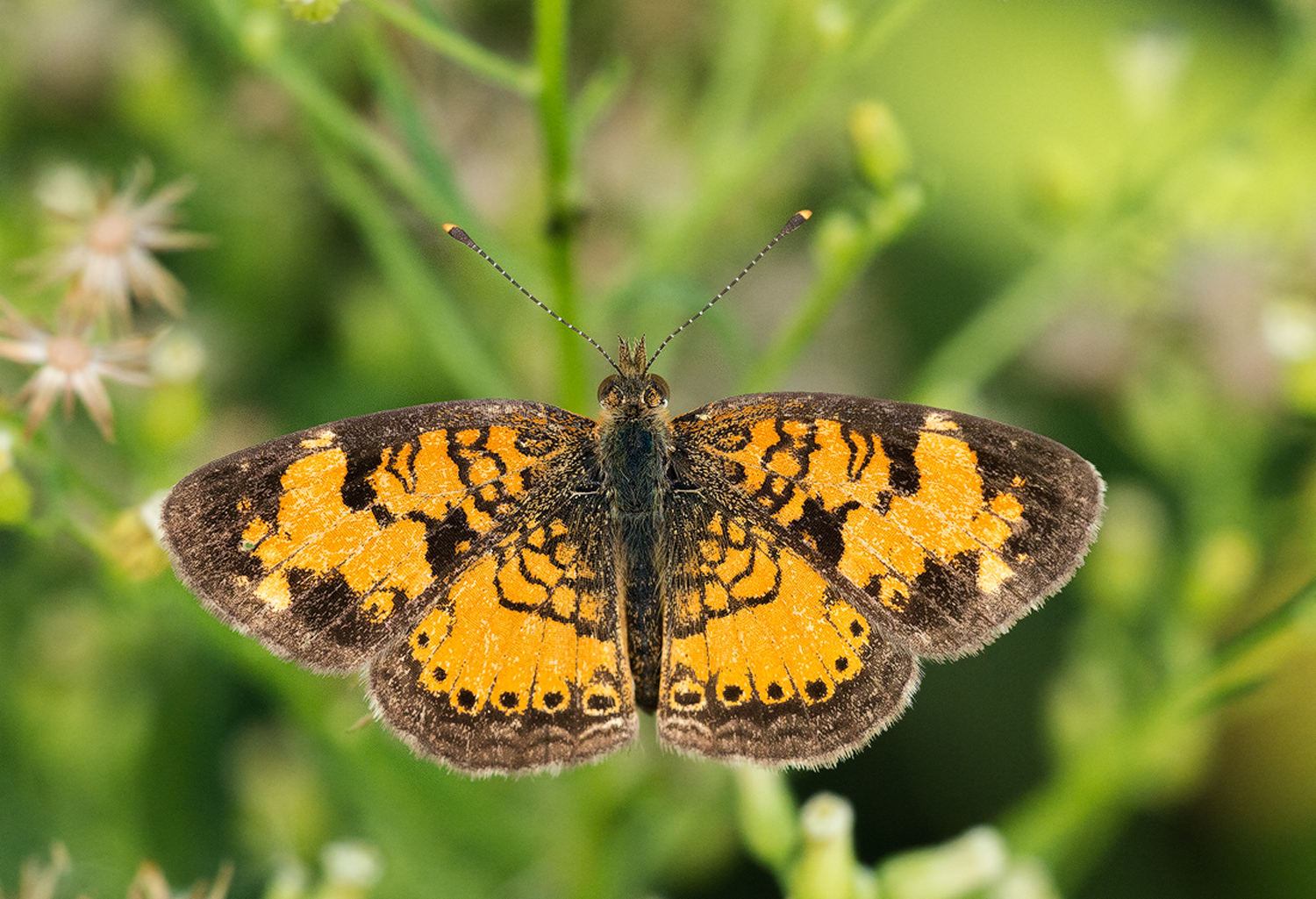 Pearl Crescent