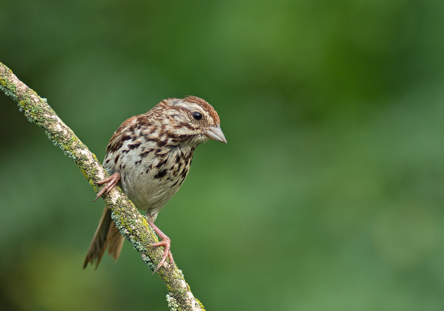 Song Sparrow