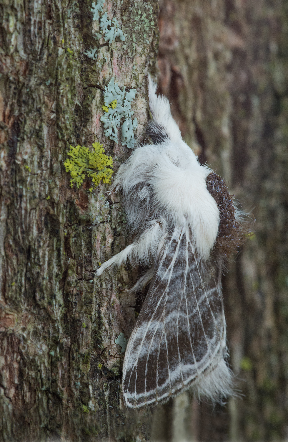 Large Tolype Moth