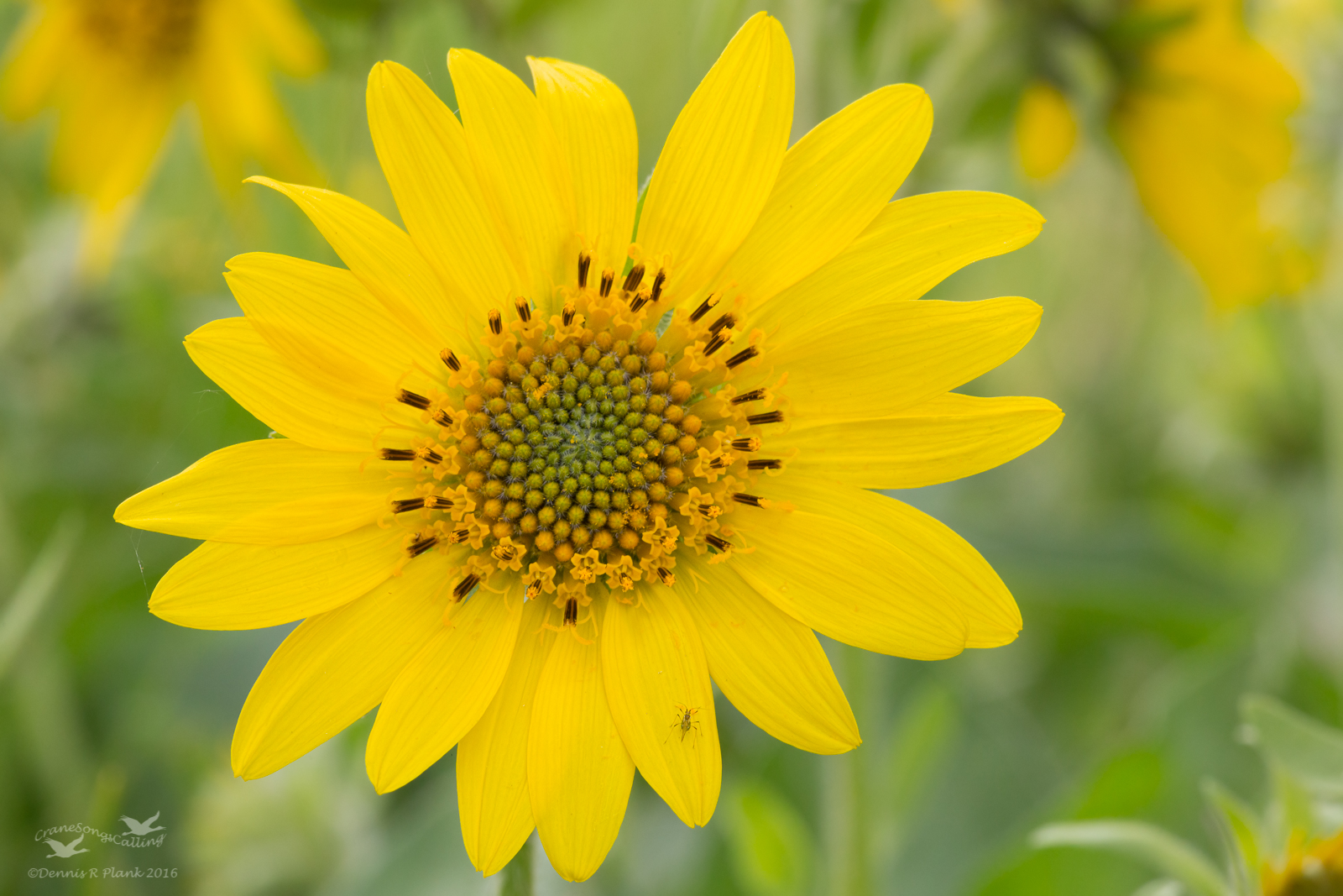 Arrowleaf Balsamroot