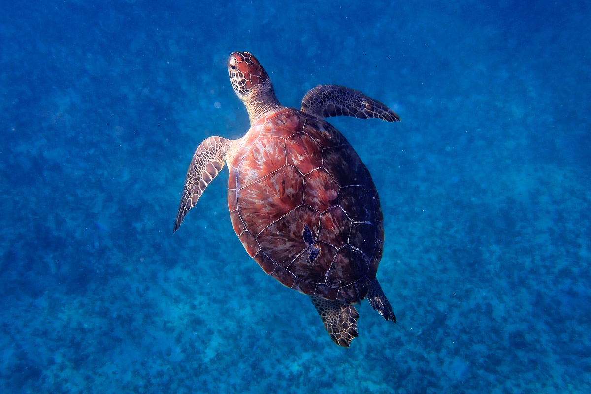 Sea Turtle