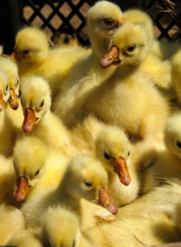 Market Duckies