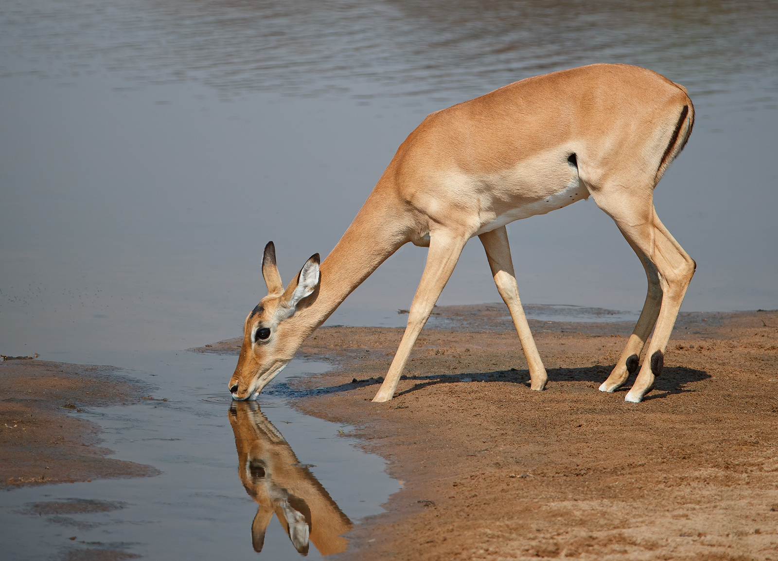 Thirsty Impalla