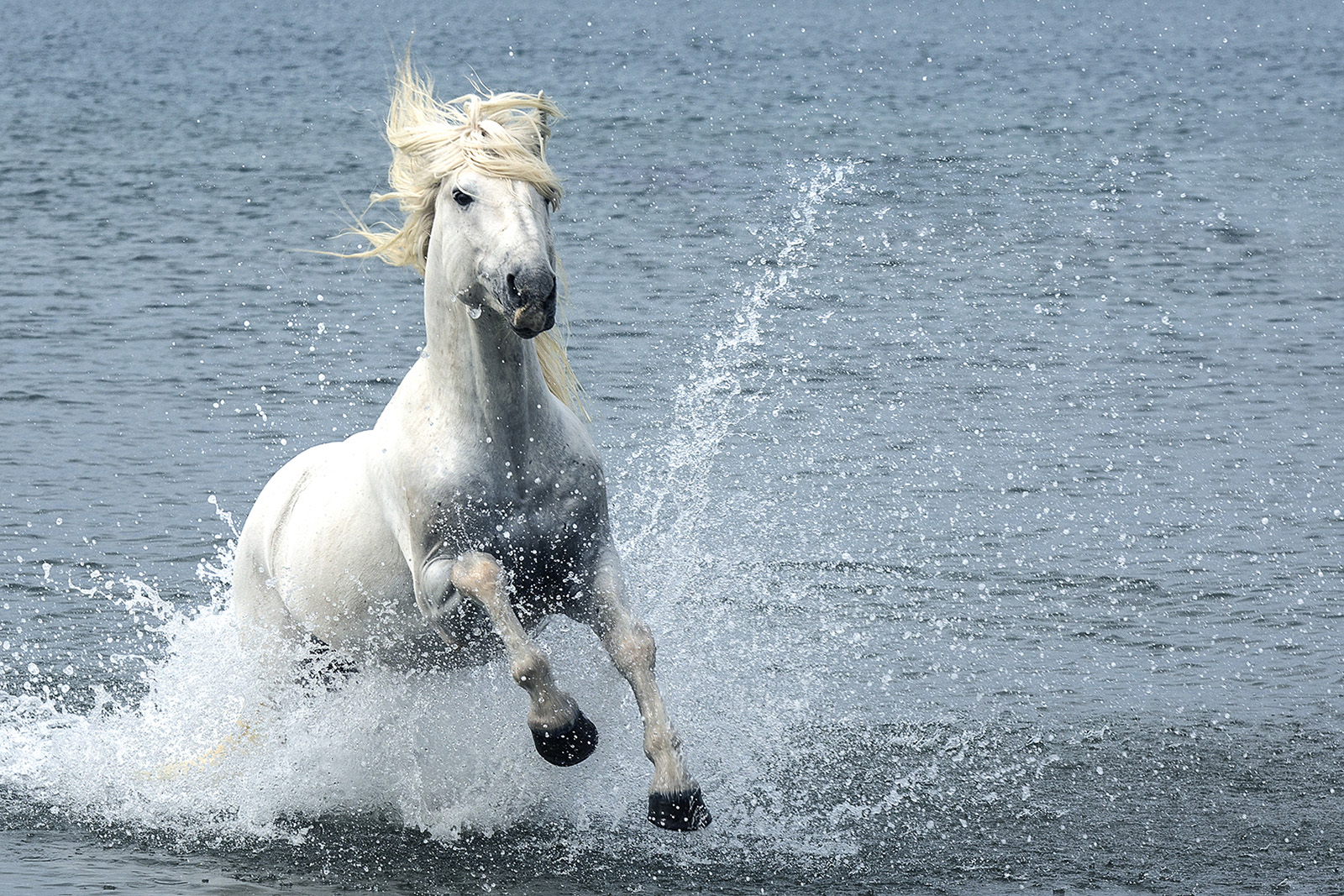 Wild white horse