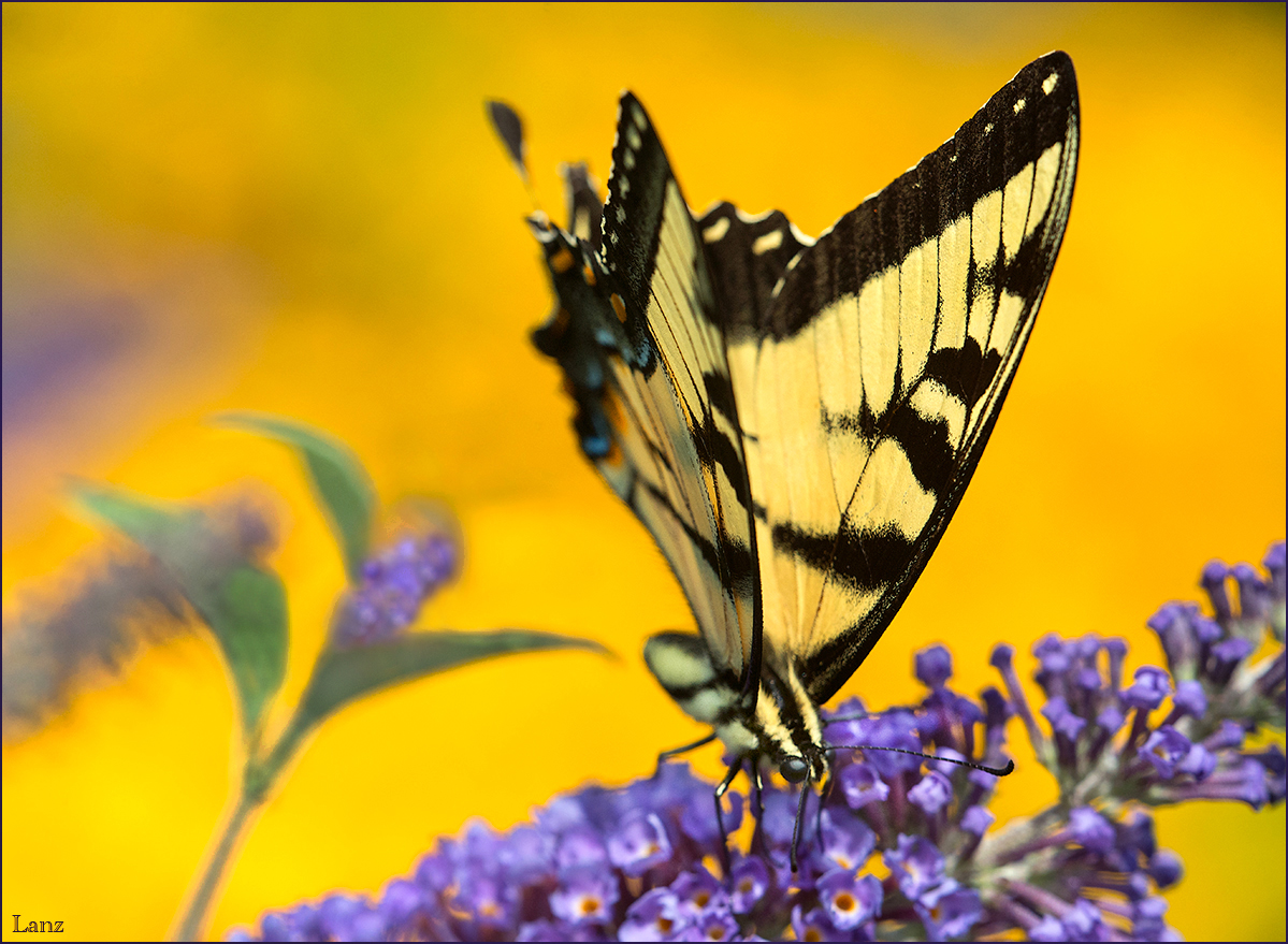 Swallowtail (WC)