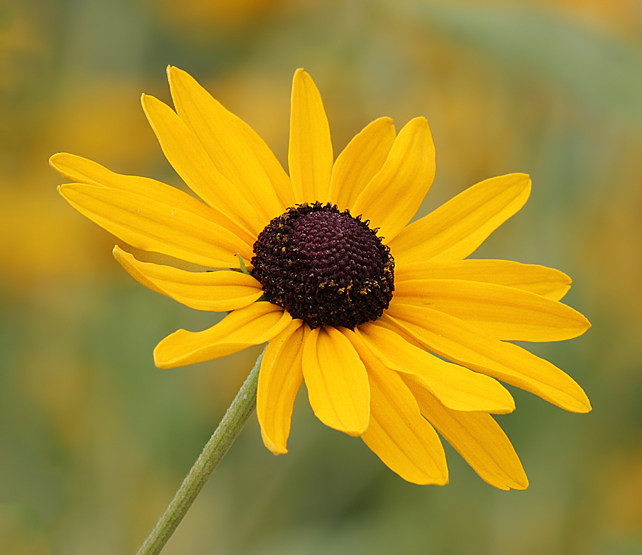 Black-Eyed Susan