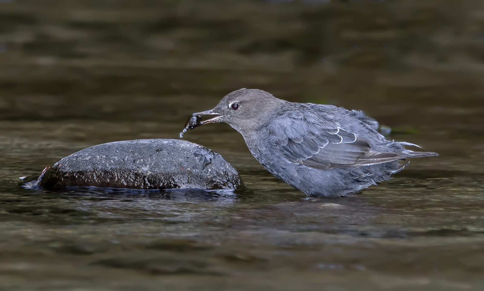 American Dipper