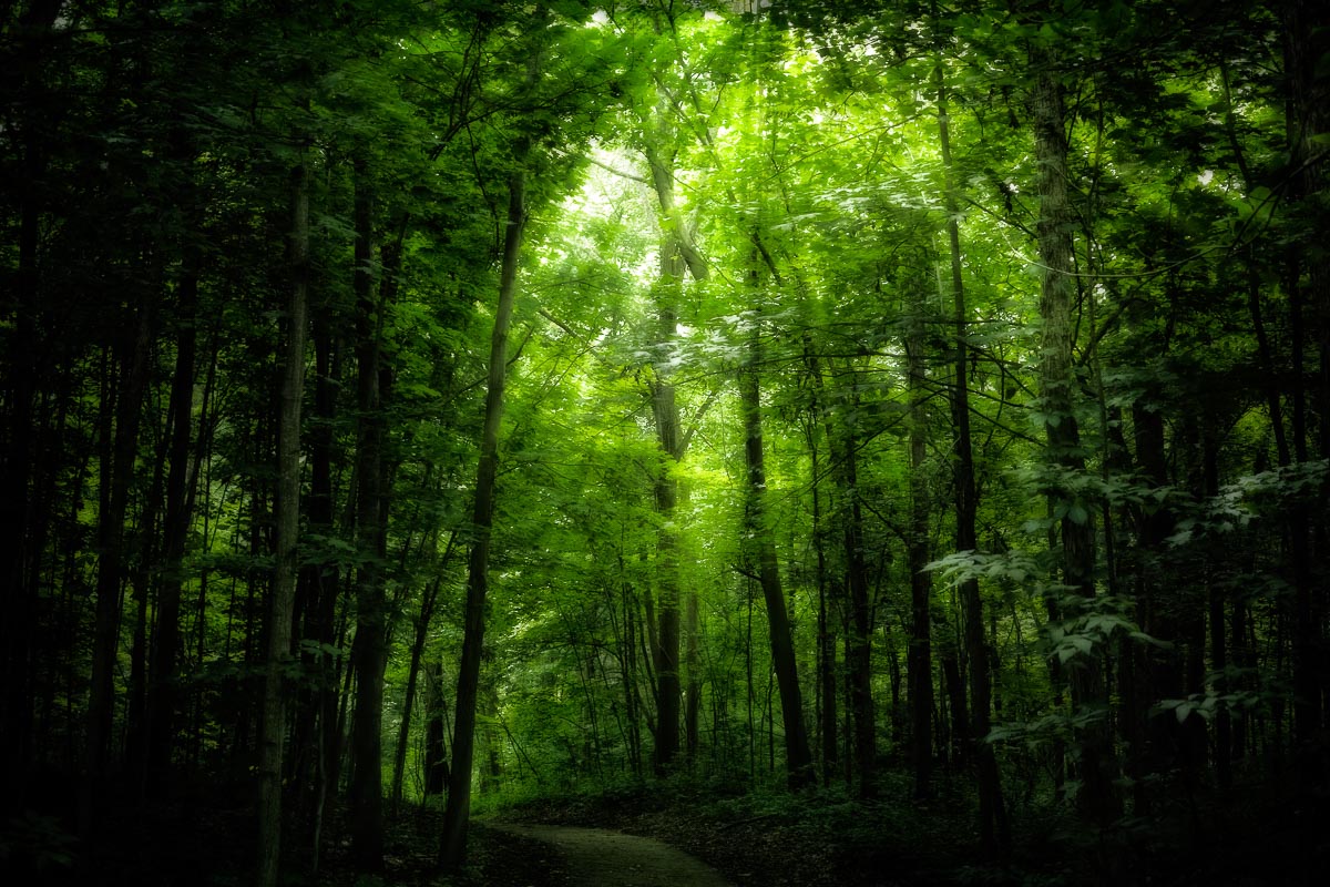Sunlit Woodland Path
