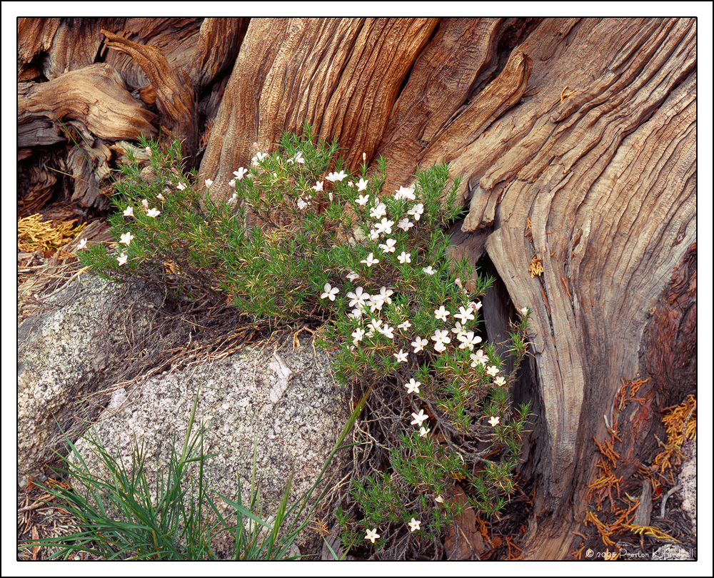 Phlox and Juniper