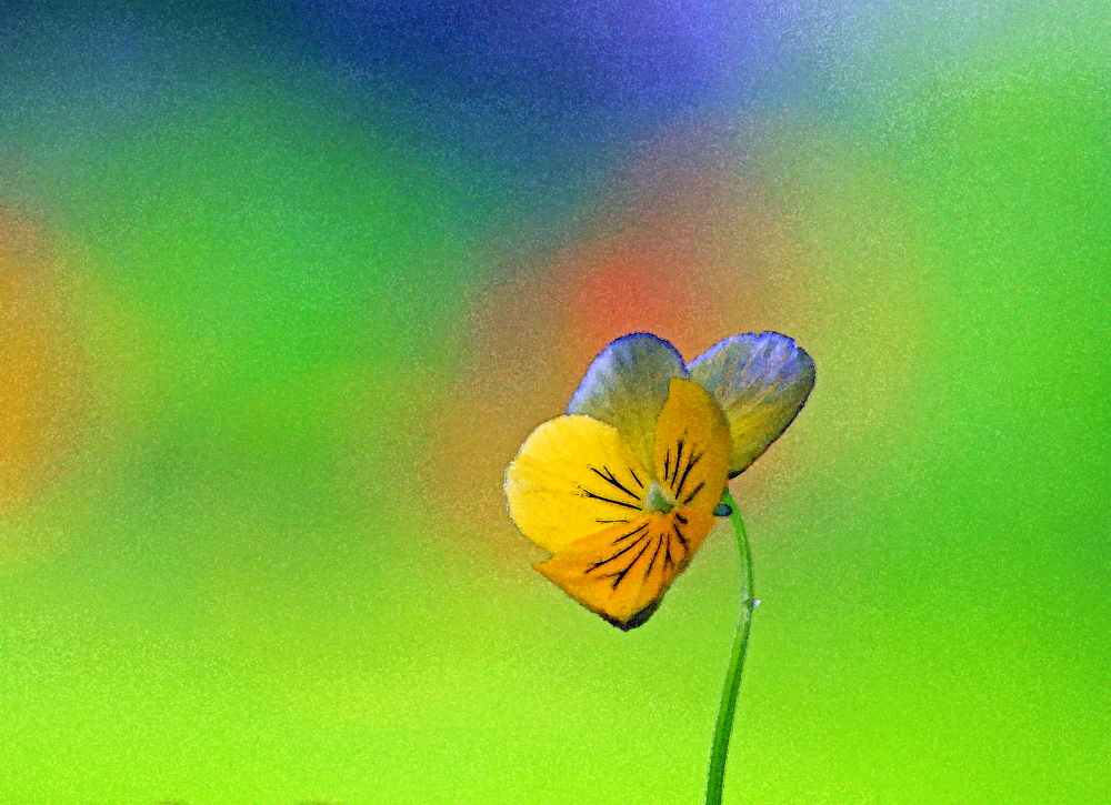 Viola