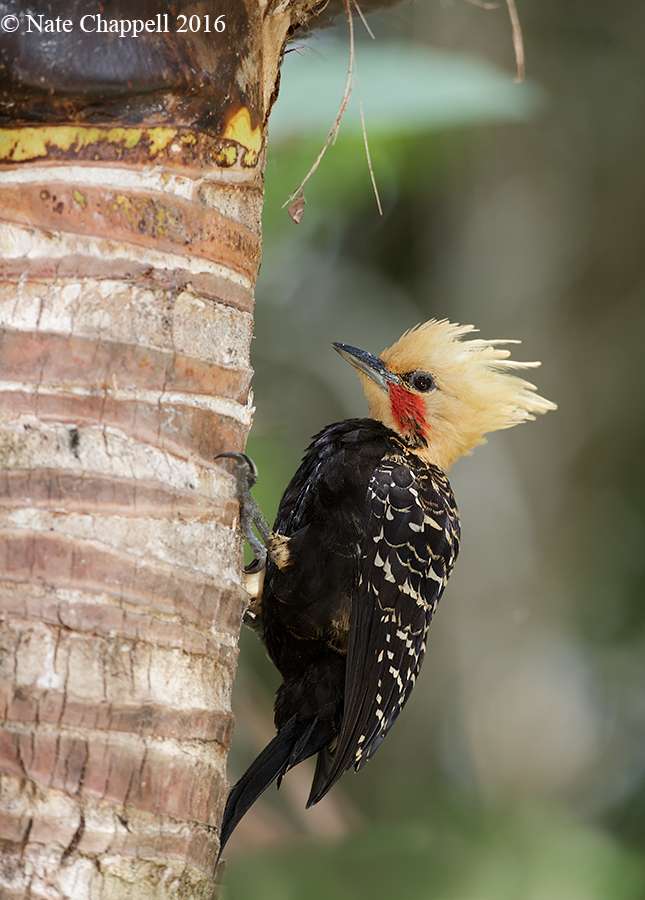 Blond-crested Woodpecker