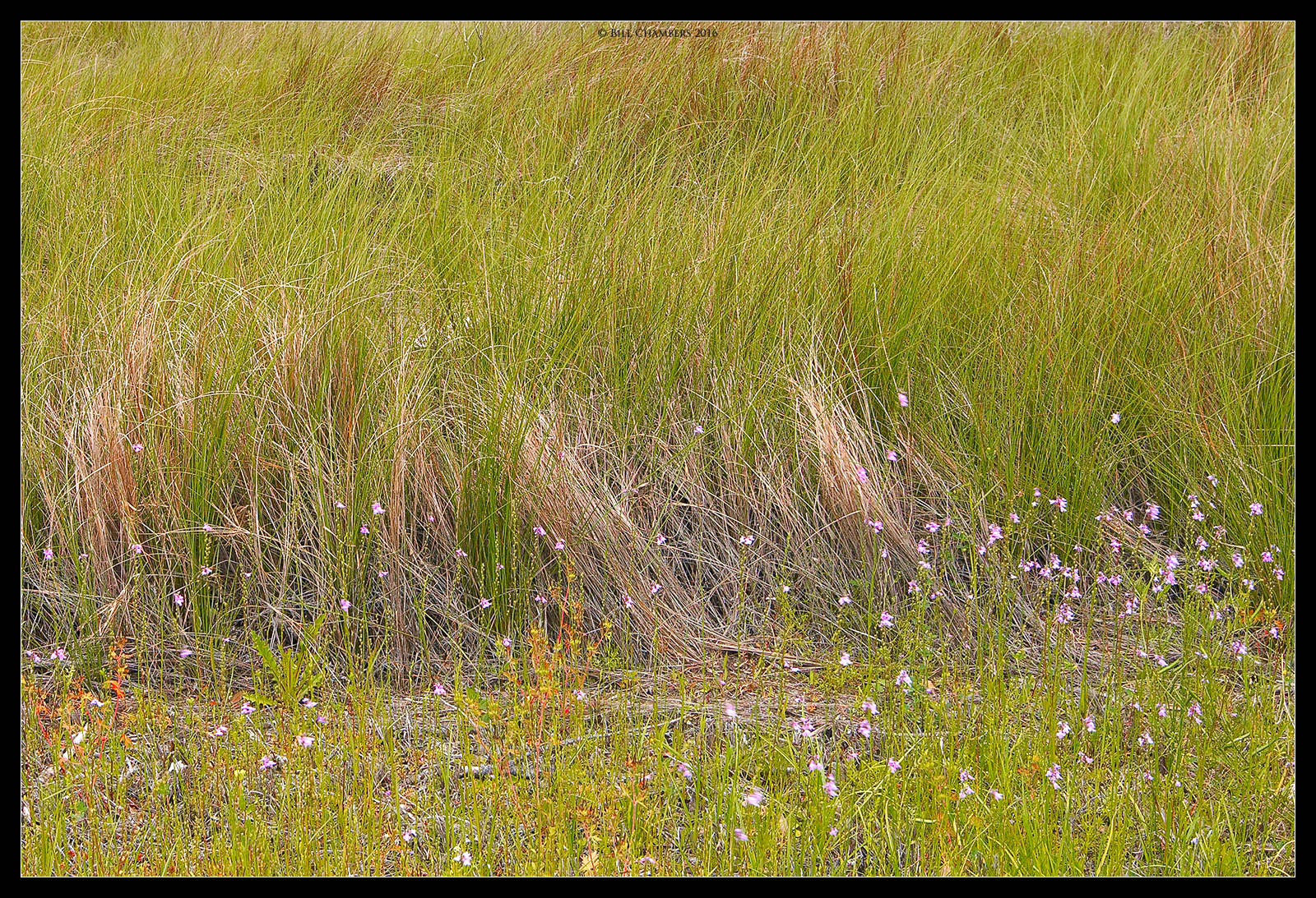 Roadside Flowers