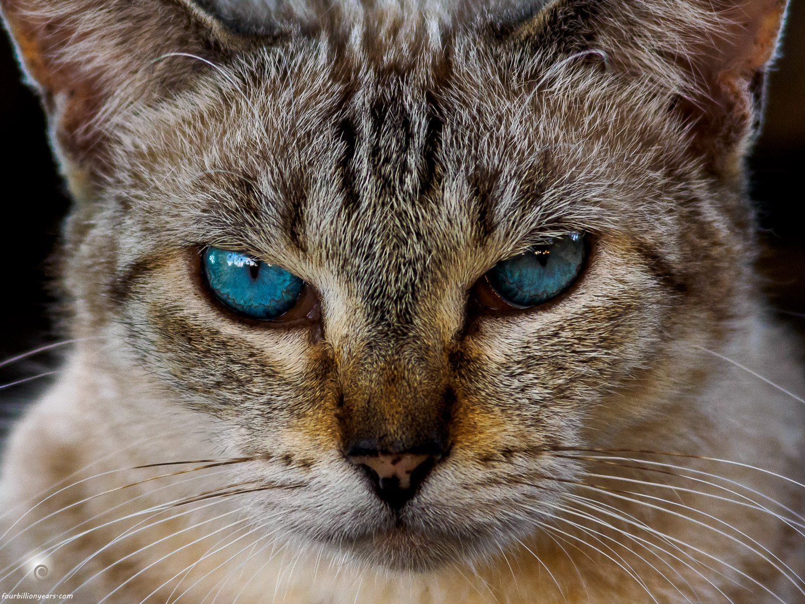 Cattitude