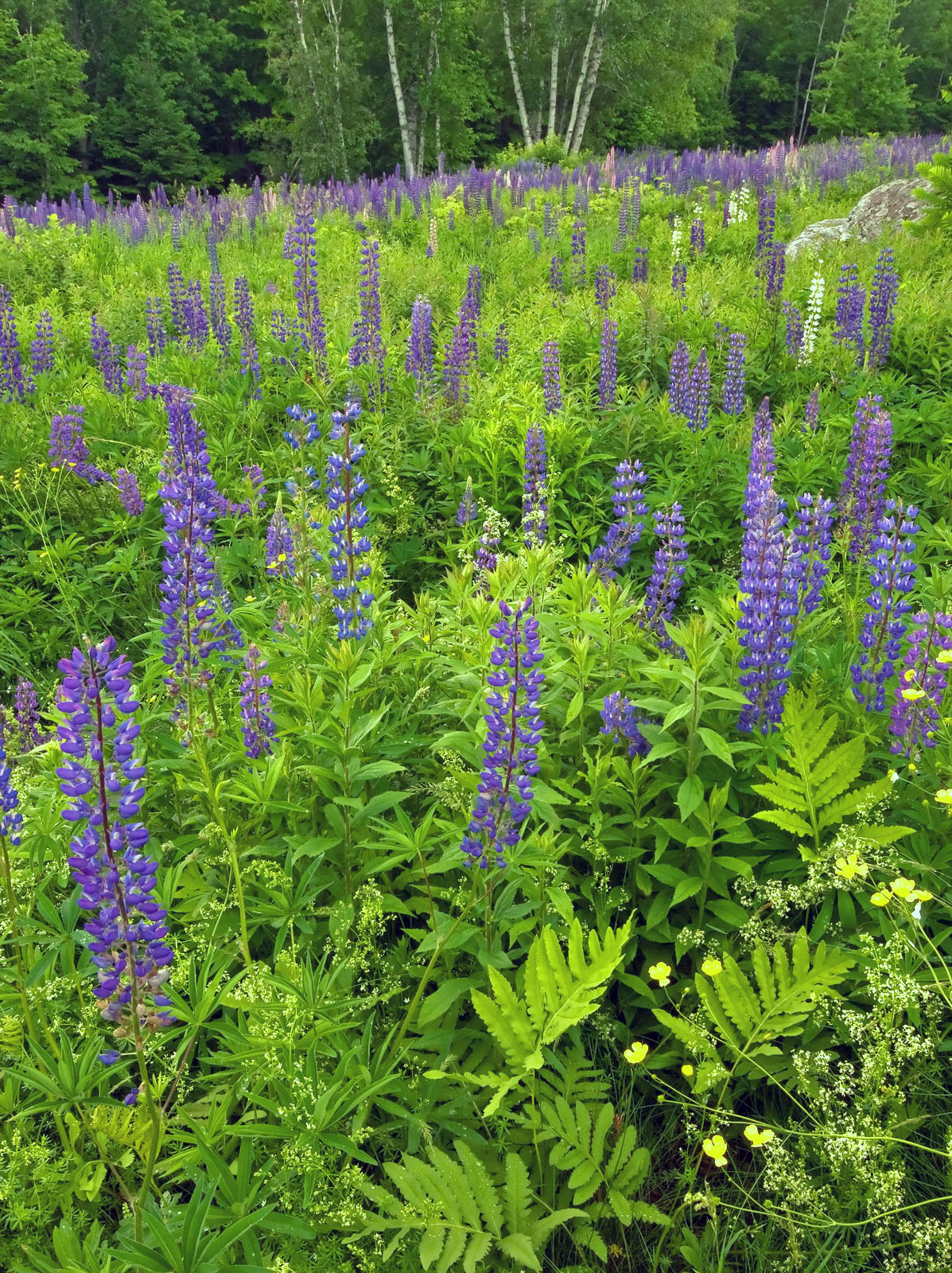 More Lupines