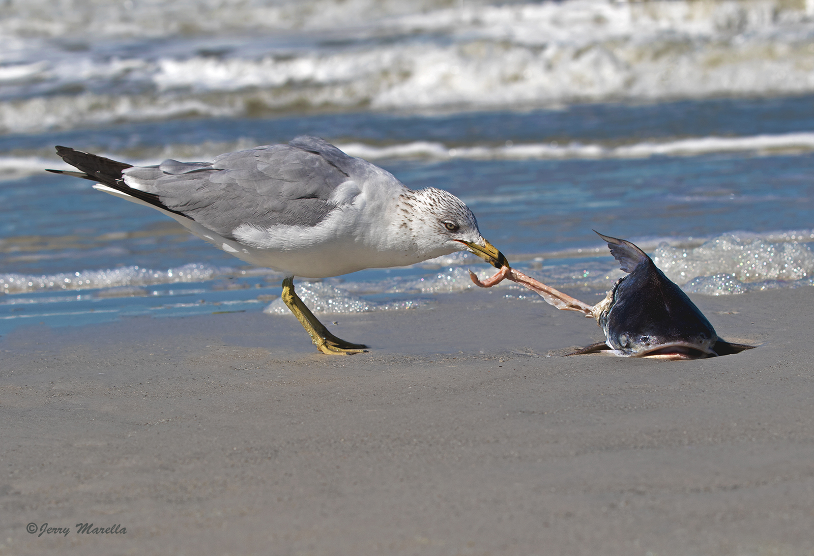 Breakfast on the beach
