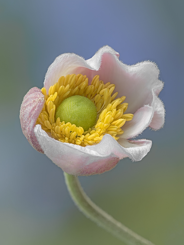 Flora - 1st Place