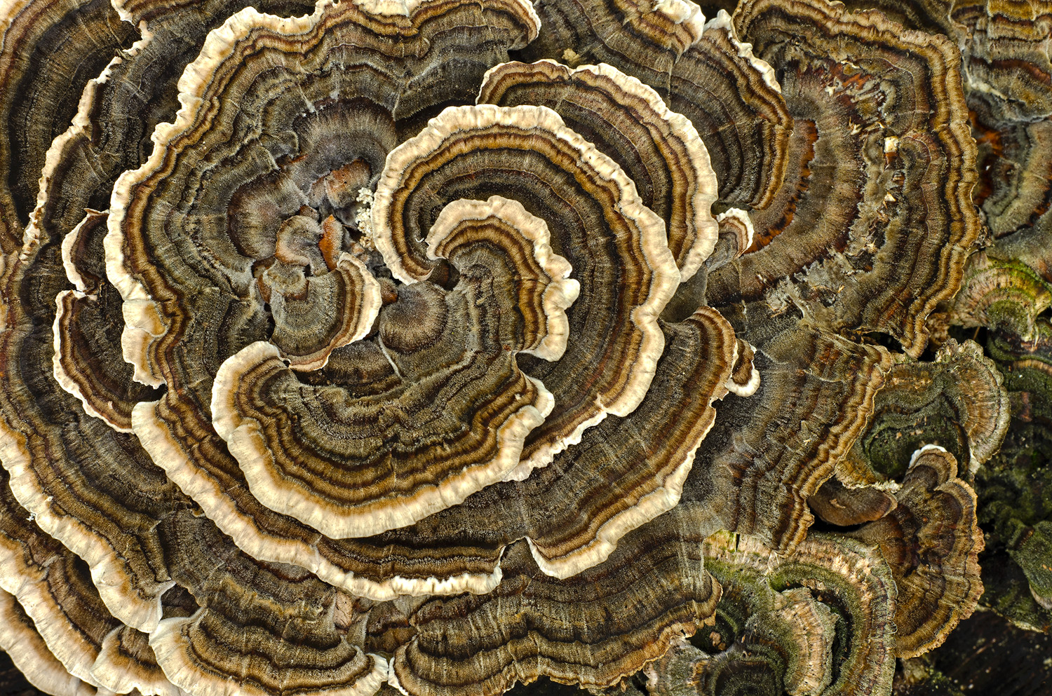 Bracket Fungus + Repost